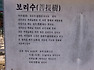 충북 영동 영국사(천태산) 천년 은행나무 