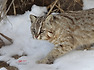 삵(살쾡이)Leopard cat