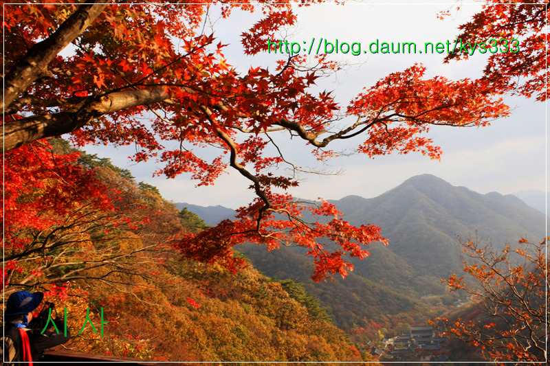 만추의 백양사 아름다운 단풍 2탄...2012. 11월 7일