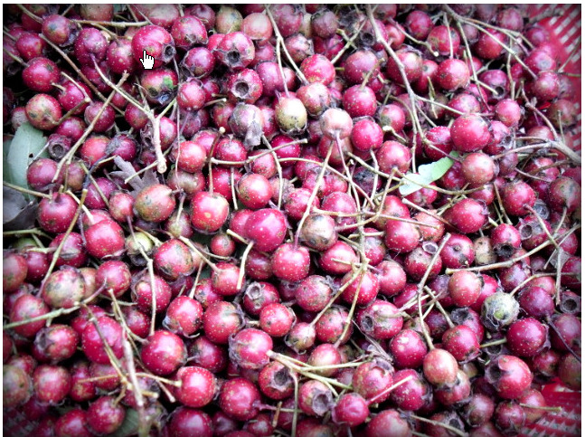 <<산사주(山査酒)>>