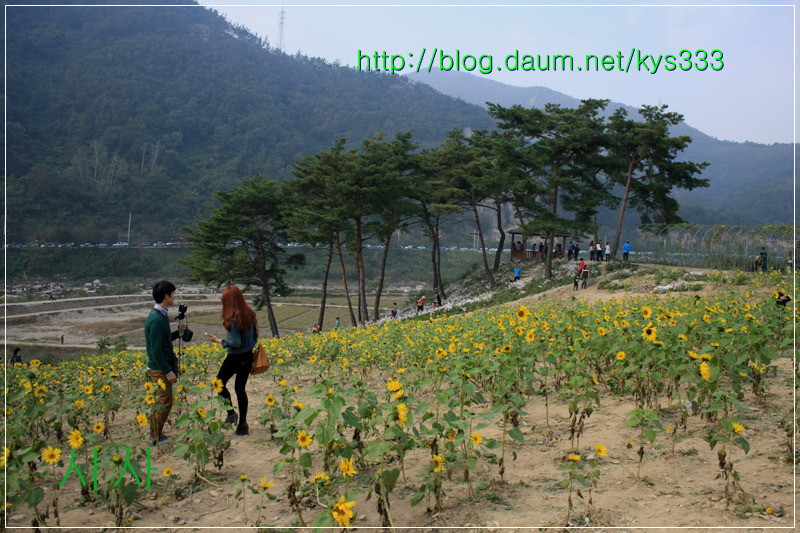 구절초 향기따라 정읍 구절초축제 2탄...2012. 10월14일...