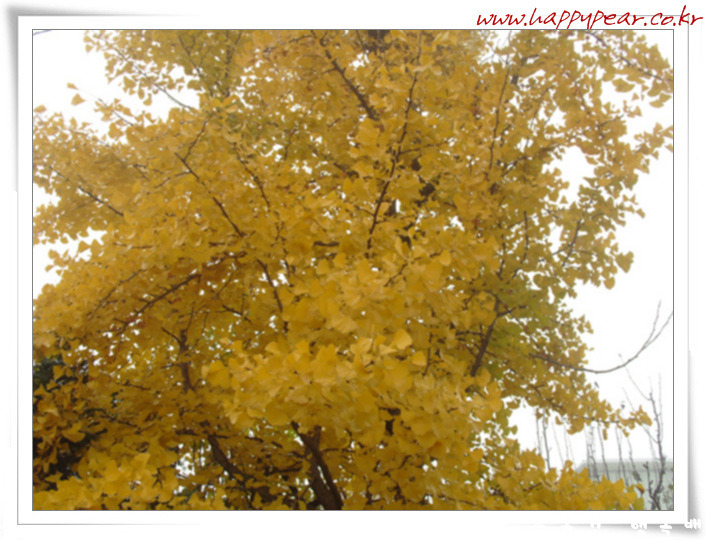 유기농배즙 이래요.