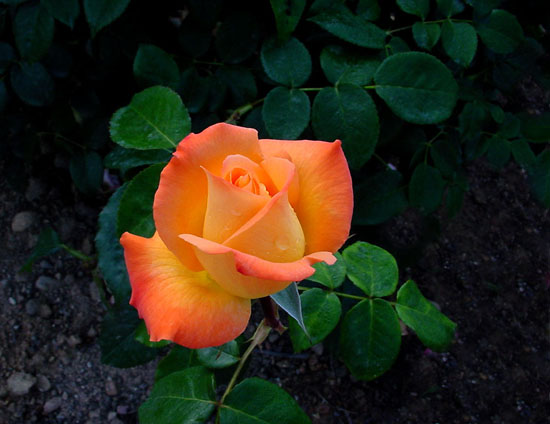 프로필 이미지