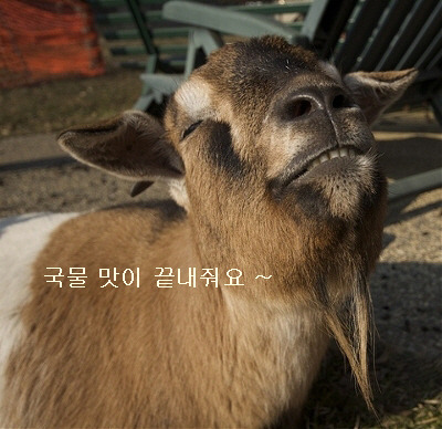 짬뽕반점 이미지