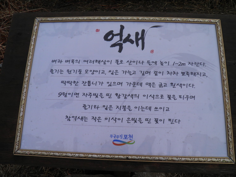 억세 군락지 이미지