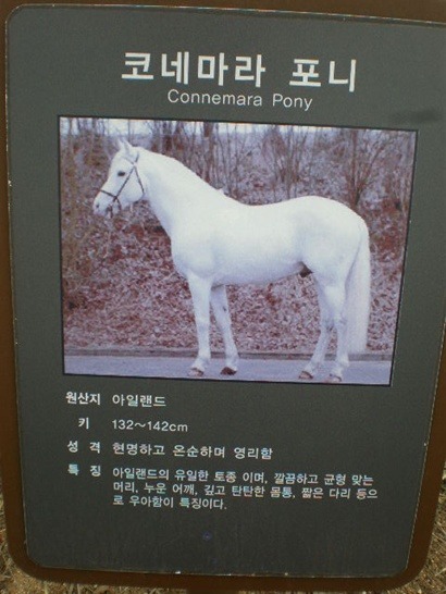 코네마라 이미지