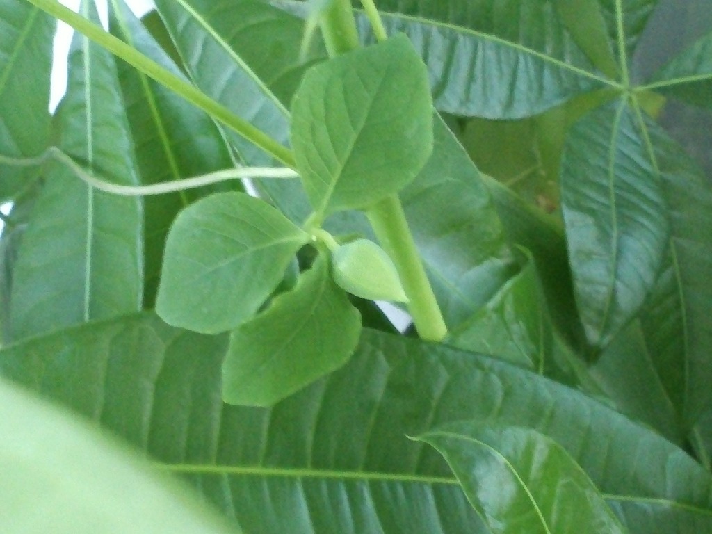 더덕꽃이 피었습니다