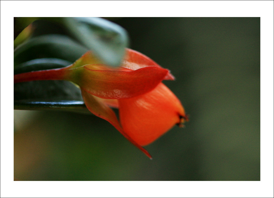 nematanthus gregarius goldfish plant. 학명: Nematanthus gregarius.