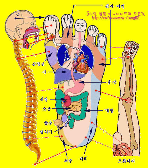  ♧ 인체의 신비  ♧ 숫자로 본 人體의 神秘 ♧
