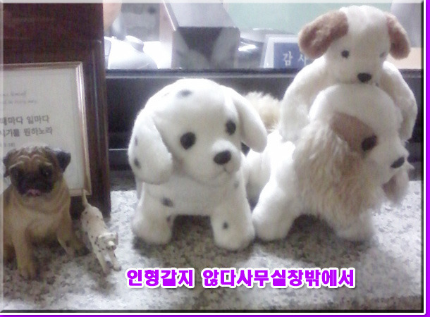 편안꽃 이미지