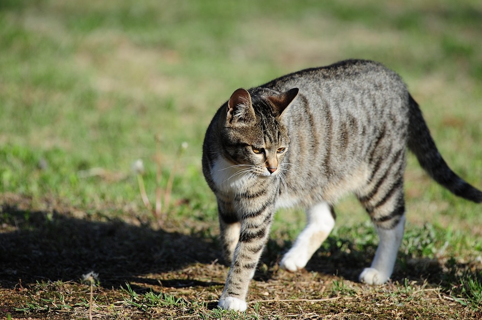 猛虎圖가 생각이 나서 