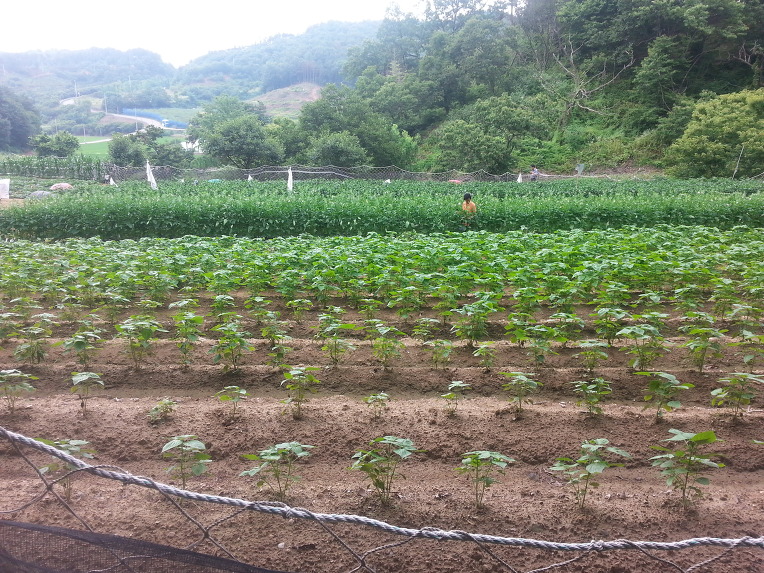 칠갑산하 이미지