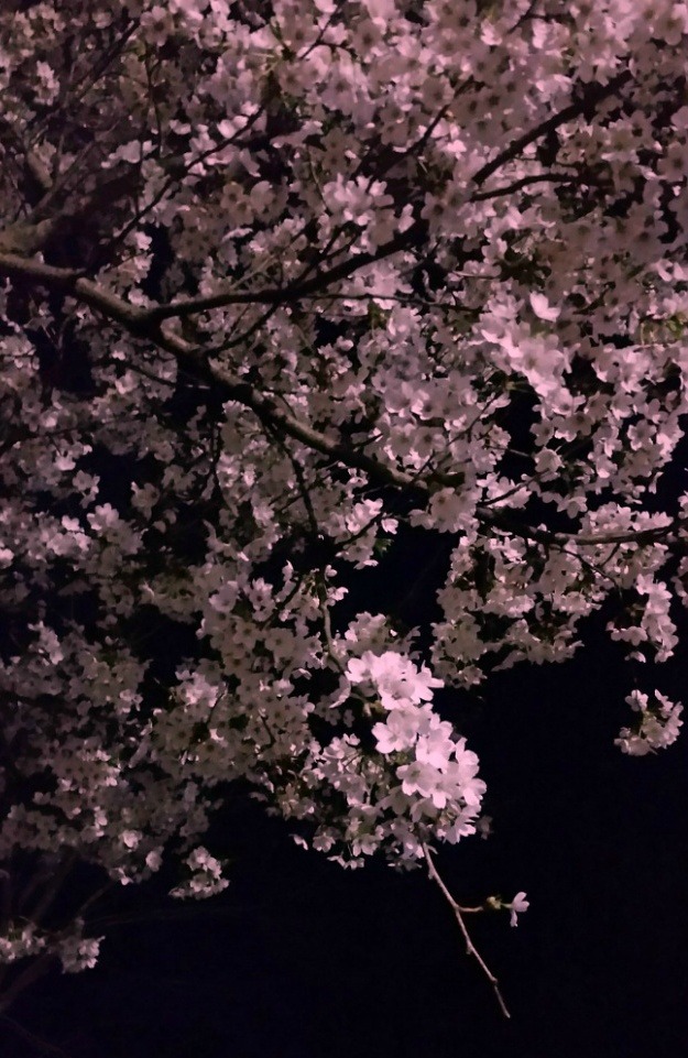 벚꽃(인천대공원)