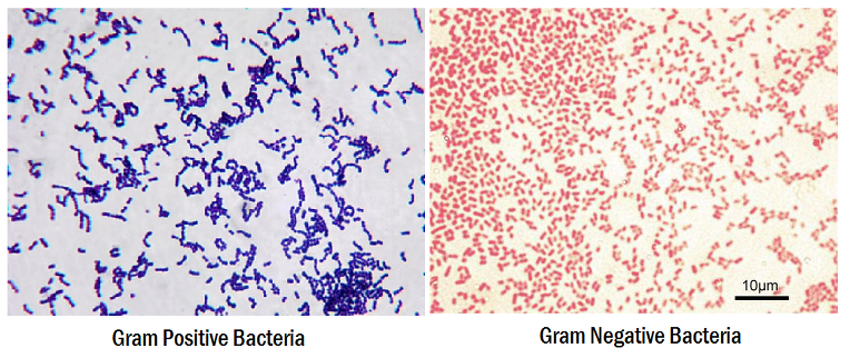 cell-art-gram-staining