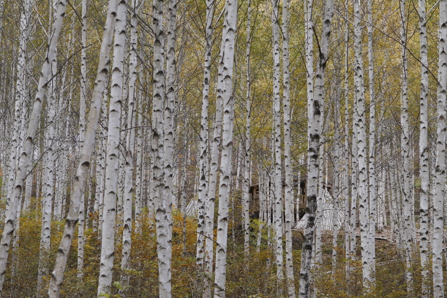 인제 원대리 자작나무 숲