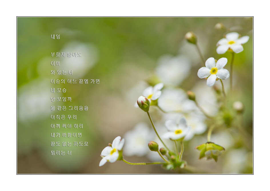 이해인수녀님 .용혜원님 시