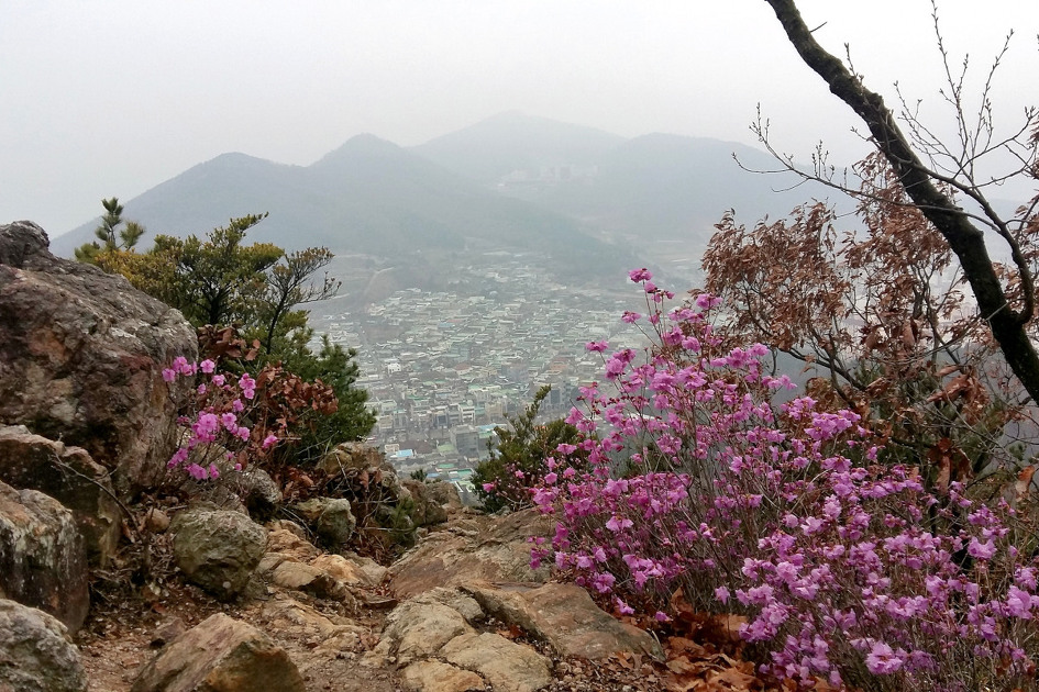 영취산 진달래 꽃은 얼마나 피였을까..?