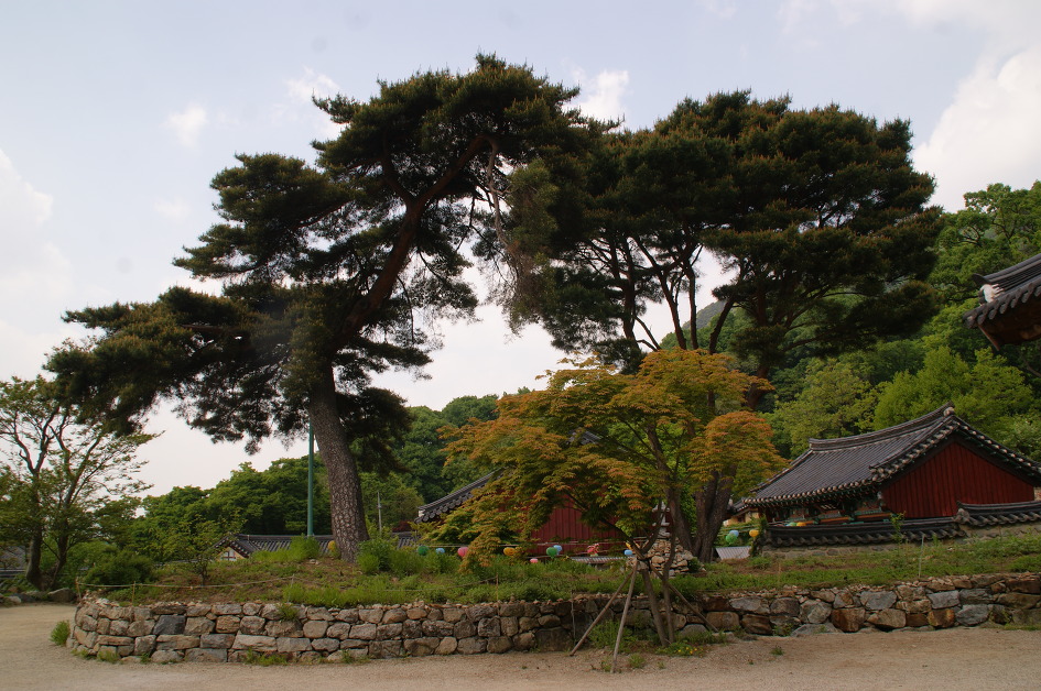 계룡산의 봄(동학사 ~ 갑사 / 15. 5. 9)