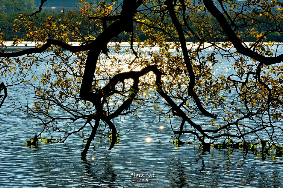 마음이 머물러 길이되다(DAY 121)-경산 반곡지 가을