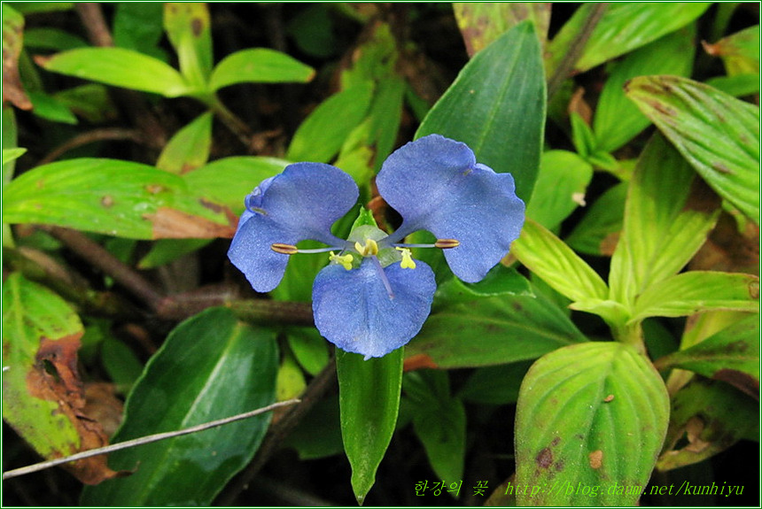 Tropical spiderwort-한강의 꽃