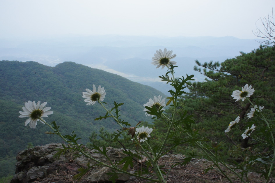 들꽃 이미지