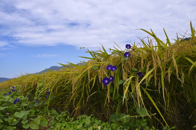 가을 바람에 구절초가 
