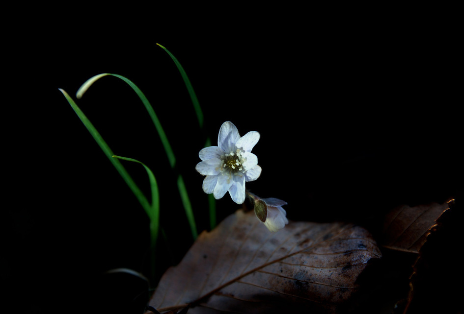 너랑나랑~흰노루귀