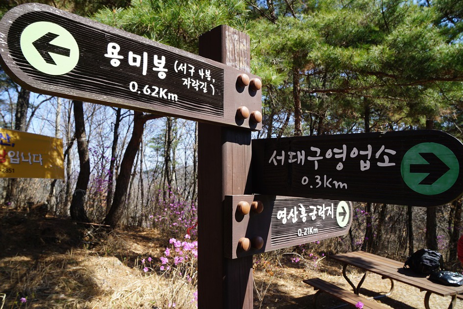 제철 맞은 대구 와룡산~