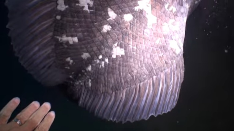 살아있는 화석 물고기 실러캔스(Coelacanth) 