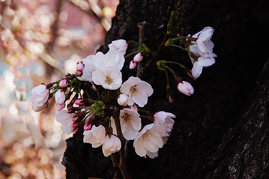 중랑천 꽃잔치 -2019.4.1-