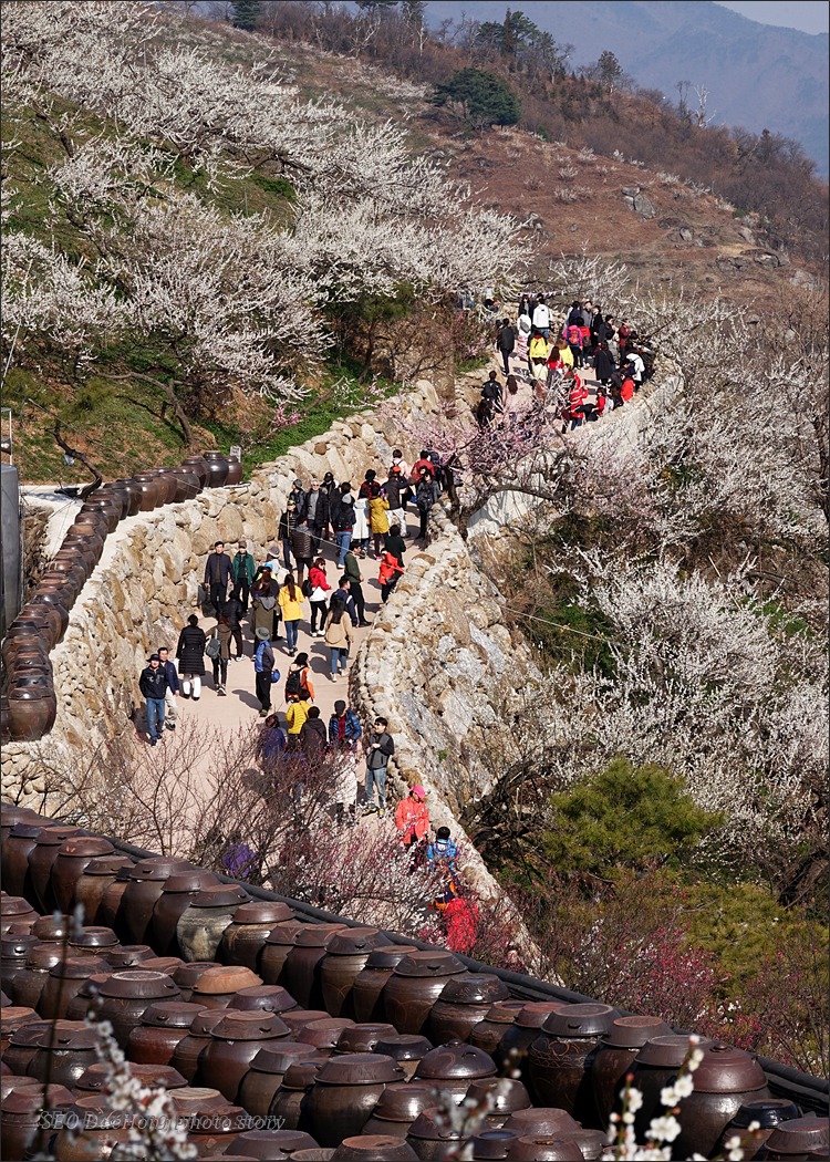 광양매화축제가 열리는, 홍쌍리매실농원의 봄~!