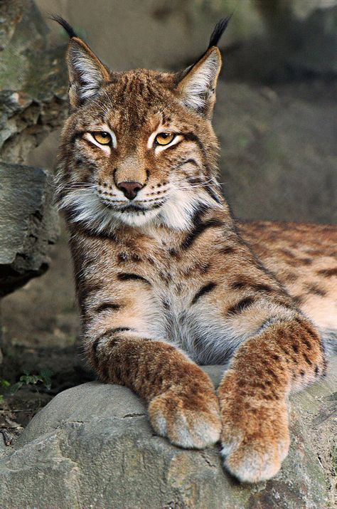 시라소니? 스라소니? Lynx : 다나와 DPG는 내맘을 디피지