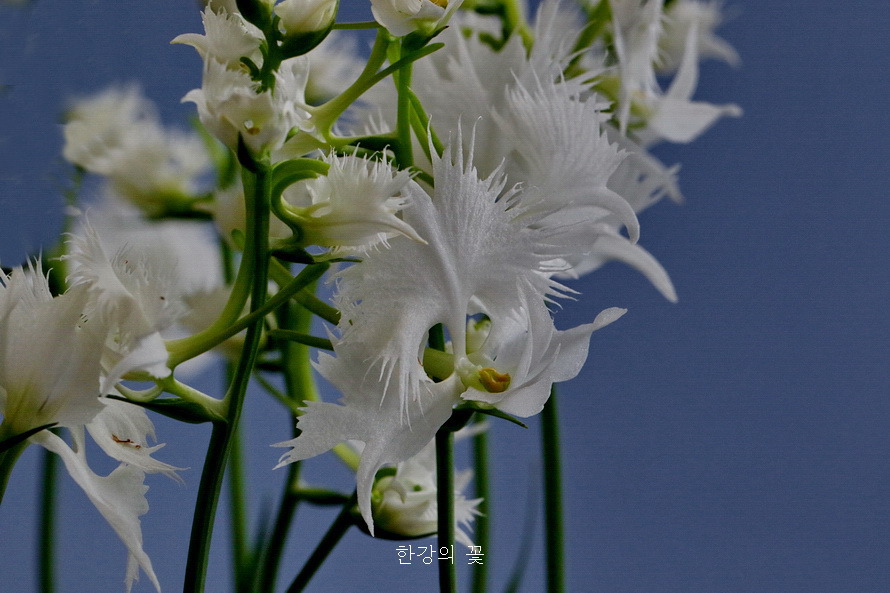 겹 해오라비난초