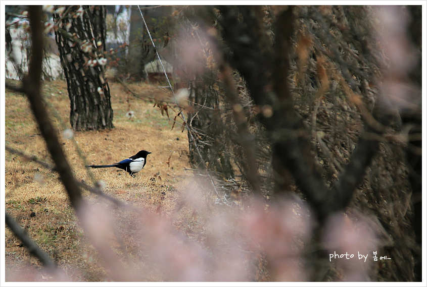 매화... 2019, 03, 15