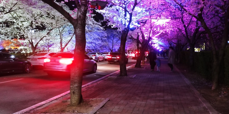 대구 이월드 별빛벚꽃축제 야경