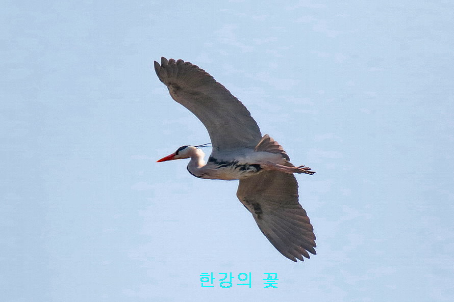 왜가리