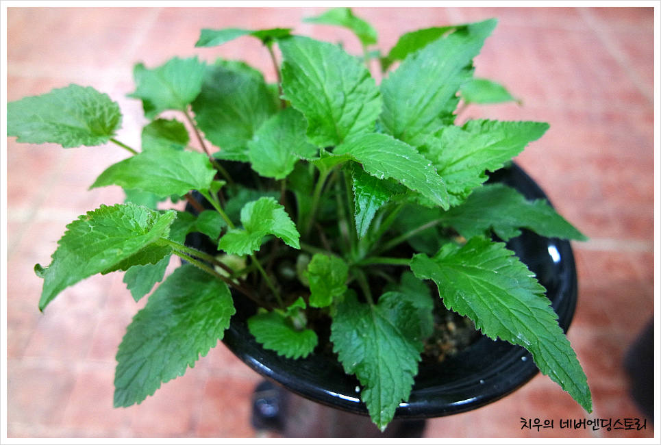 꽃을 기다리며... 백화등, 하늘매발톱, 자주섬초롱꽃, 구문초(로즈제라늄), 목베고니아