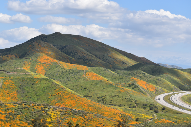 Elsinore-Walker Canyon / Poppy Fields