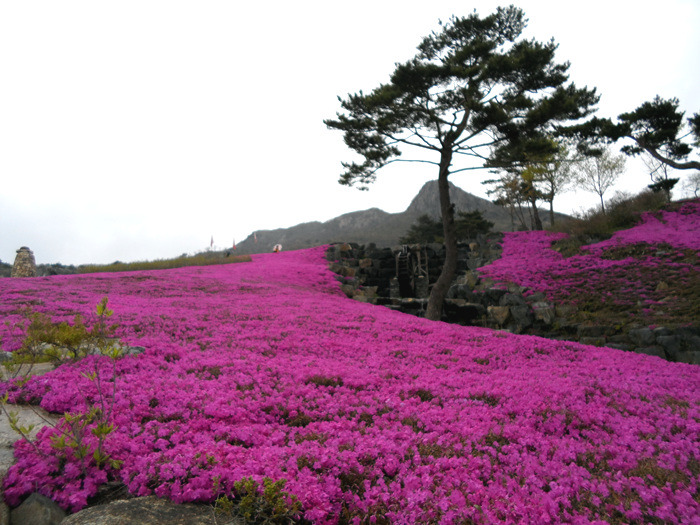 원본이미지(클릭)
