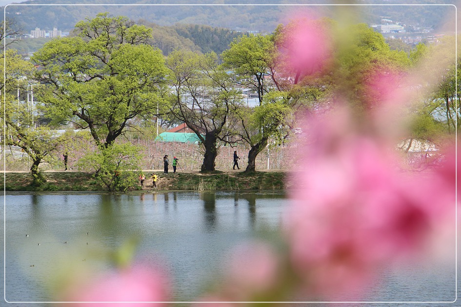 경산반곡지 복사꽃