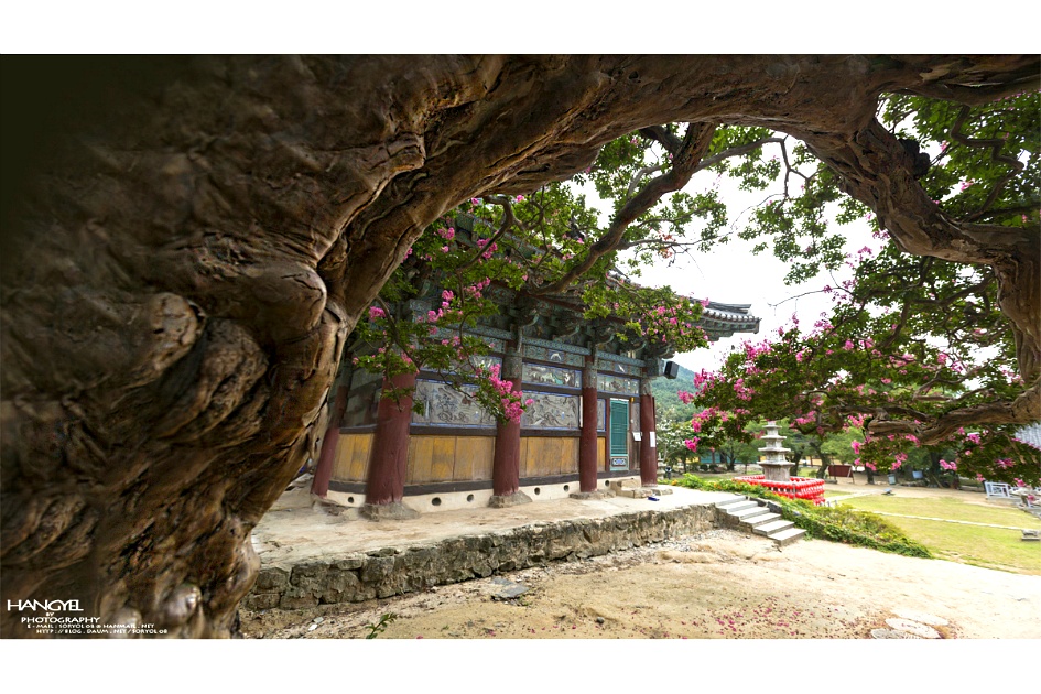 천년 사찰의 배롱나무꽃