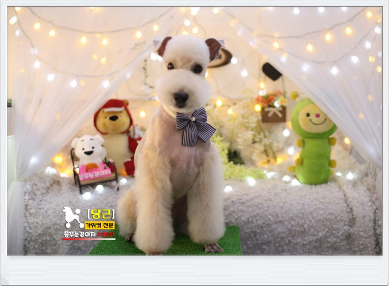 레이크랜드 테리어[Lakeland Terrier] 미용/ 대전애견미용 /꿈꾸는강아지