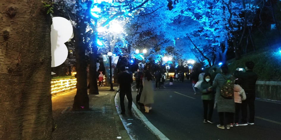 대구 이월드 별빛벚꽃축제 야경