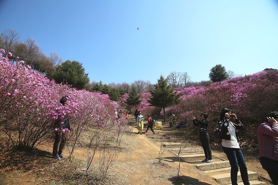 2019년 원미산 진달래 