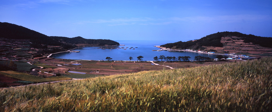 청산도의 봄