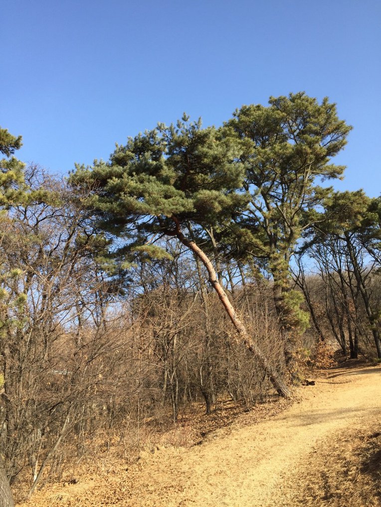 울 강쥐랑 산책중 뒷동산에서