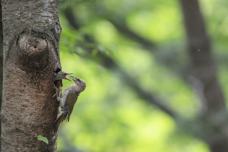 김해 신어산 청딱따구리 육추