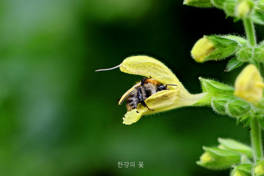셀비어 글루티노사(Salvia glutinosa)