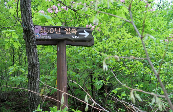연초록 이미지