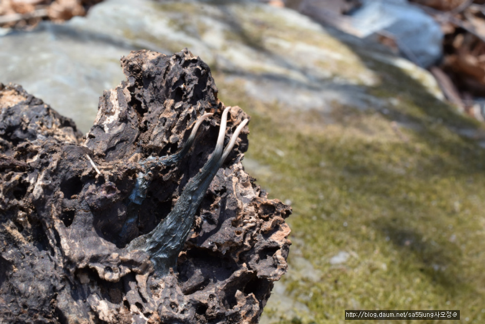 콩꼬투리버섯 Xylaria hypoxylon カノツノタケ